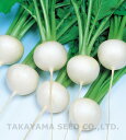 白銀小蕪 20ml かぶ カブ 蕪