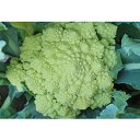 ガリレオ[ロマネスコ・イタリア野菜] 200粒 グストイタリア トキタ交配