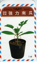 強力南瓜 1dl袋 南瓜 カボチャ かぼちゃ