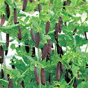 ツタンカーメンのエンドウ豆 1dl さやえんどう サヤエンドウ 莢豌豆