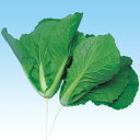 たばね白菜 20ml 白菜 ハクサイ はくさい F1 中原採種場