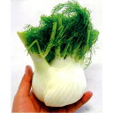 フィノッキオ TSGI-2018 200粒 グストイタリア ダイヤ交配 ◎