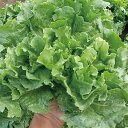 スカローラ(TSGI-1511) 200粒 グストイタリア