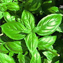 カンピオーネ 5ml バジル