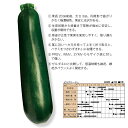 ゼルダ・ルーチェ(710Z) 100粒 ズッキーニ ずっきーに ダイヤ交配