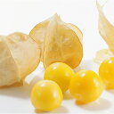 キャンディーランタン 100粒 PVP Sサイズ ほおずき ホオズキ 酸漿