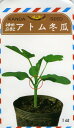 アトム冬瓜 1dl袋 ウリ うり 瓜