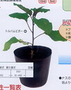 トルバムビガー(イキイキプライミング) 1000粒 台木 ダイギ だいぎ