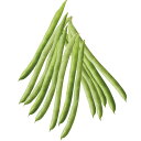 つるあり あっぱれサマー l 鞘隠元 サヤインゲン さやいんげん