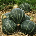 冬至 100粒 南瓜 カボチャ かぼちゃ