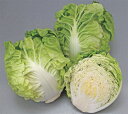 まるごとサラダ 10ml 白菜 ハクサイ はくさい