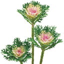 葉牡丹・F1フェザー ホワイト 1000粒 種 タネ