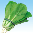 強力おたふく山東菜 2dl 山東菜 サントウナ さんとうな F1 中原採種場