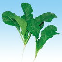 山汐菜 2dl からし菜 カラシナ からしな 中原採種場