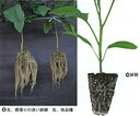 緋脚 1000粒 台木 ダイギ だいぎ