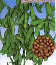 茶豆香里(こうり) 1L詰 枝豆 えだまめ エダマメ