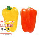 サラピーレッド 100粒 ピーマン ぴーまん ダイヤ交配