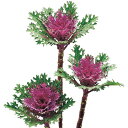 葉牡丹・F1フェザー レッド 1000粒 種 タネ