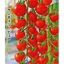 サンチェリーピュア 100粒 トマト とまと 蕃茄 ダイヤ交配