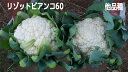リゾットビアンコ60 1000粒(Lコート) カリフラワー ダイヤ交配