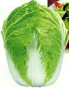 極意 10ml 白菜 ハクサイ はくさい