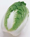 ほまれ二号白菜(とき) タキイ交配 20ml 白菜 ハクサイ はくさい