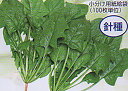 グリーンベスト 2L ほうれん草 法蓮草 ホウレンソウ ほうれんそう