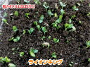 ライオンキング 400粒 台木 ダイギ だいぎ