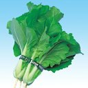 博多べかな 2dl 山東菜 サントウナ さんとうな F1 中原採種場