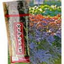 赤サラダからし菜 2dl からし菜 カラシナ からしな