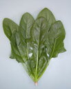 サラダほうれん草 1L ほうれん草 法蓮草 ホウレンソウ ほうれんそう ダイヤ交配
