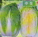 瑛玉 10ml 白菜 ハクサイ はくさい