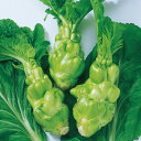 四川搾菜(筍タカナ) 5千粒(コートL) からし菜 カラシナ からしな 中原採種場