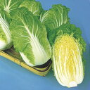 舞の海 20ml 白菜 ハクサイ はくさい ダイヤ交配
