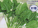 夏蒔三十日 2L ほうれん草 法蓮草 ホウレンソウ ほうれんそう