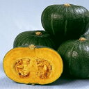 くりゆたか 100粒 南瓜 カボチャ かぼちゃ