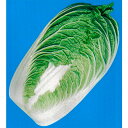 早生栄豊 20ml 白菜 ハクサイ はくさい