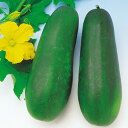 沖縄小型冬瓜 500粒 冬瓜 トウガン とうがん 中原採種場