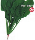 早生サラダほうれん草 1L ほうれん草 法蓮草 ホウレンソウ ほうれんそう ダイヤ交配