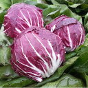 ラディッキョ・ロッソ TSGI-097 200粒 グストイタリア ダイヤ交配