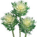 葉牡丹・F1フェザー ピュアホワイト 1000粒 種 タネ