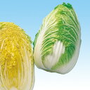 ちゃぼ白菜(秋冬系) 20ml 白菜 ハクサイ はくさい F1 中原採種場