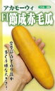 F1節成赤毛瓜 100粒 ウリ うり 瓜