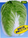 仲秋 20ml 白菜 ハクサイ はくさい