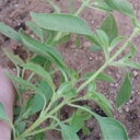 バジリコ・リモーネ2 15000粒 グストイタリア