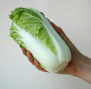 娃々菜春秋用 2500粒 白菜 ハクサイ はくさい ダイヤ交配
