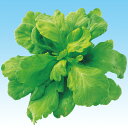 サラダ春菊 1l 春菊 しゅんぎく シュンギク 中原採種場