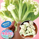 ゆきのこ65(シュガーカリフラワー) コート 千粒 カリフラワー