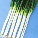 春川おく太葱 3000粒(コート) 葱 ネギ ねぎ ダイヤ交配