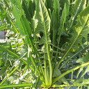 カタローニャ 200粒 グストイタリア